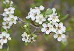 Sandhill hawthorn